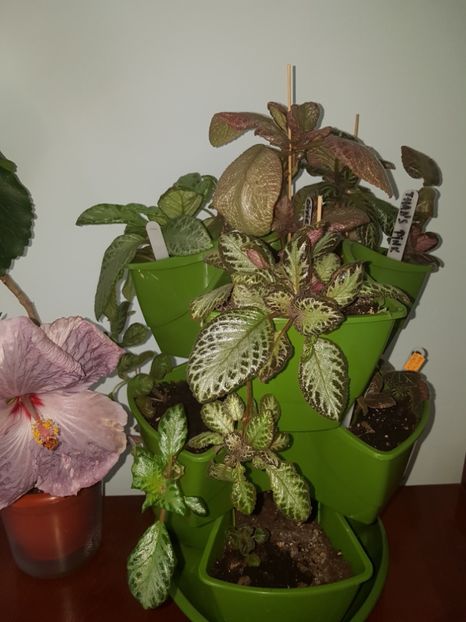  - EPISCIA