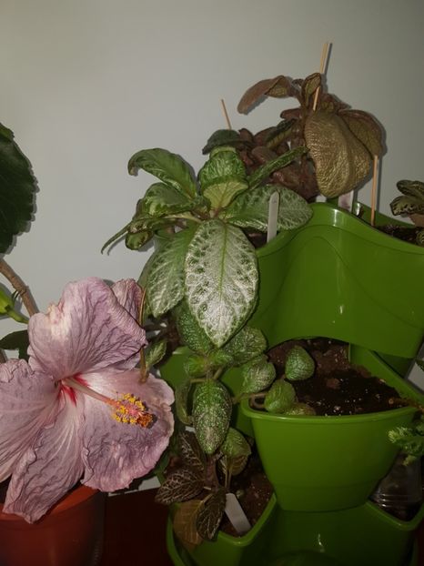  - EPISCIA