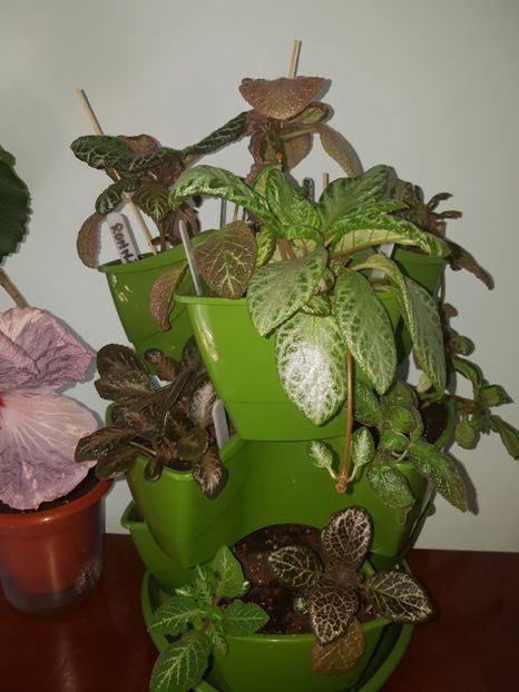  - EPISCIA