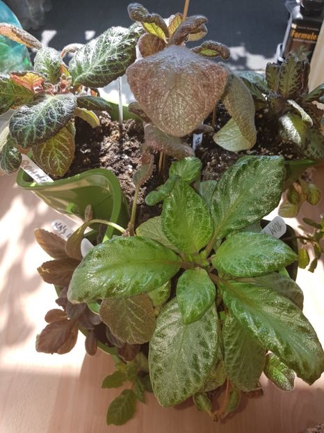  - EPISCIA