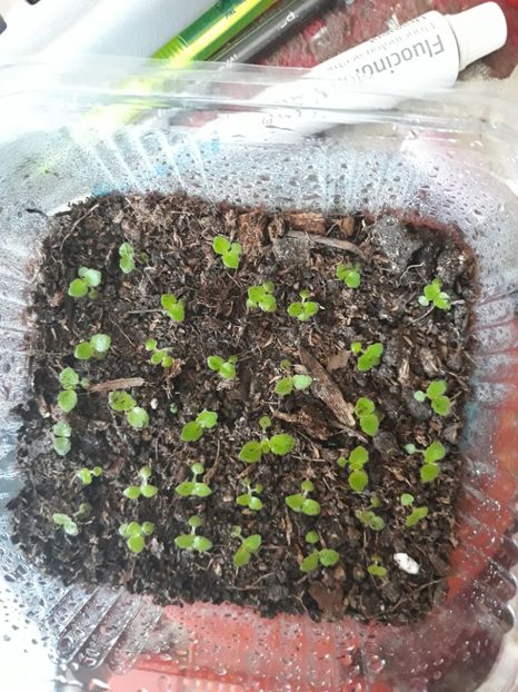  - Gloxinia din seminte