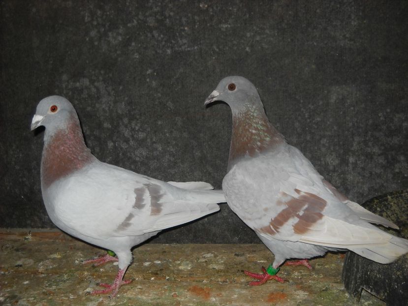 M.BG.2018 F.RO.2018 . - PORUMBEI VANDUTI