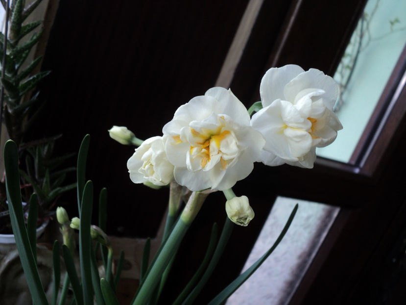 Erlicheer , 28 03 2019 - Primavara