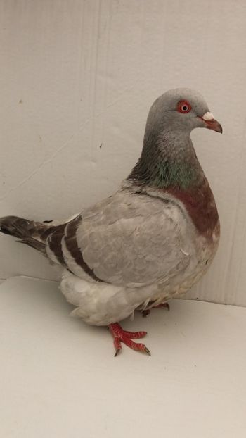 F 2015 1buc - Por texani