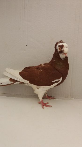 F 2018 - Por bimotati