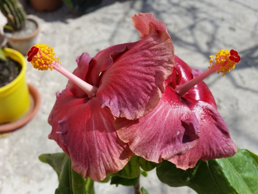  - Hibiscus 2019