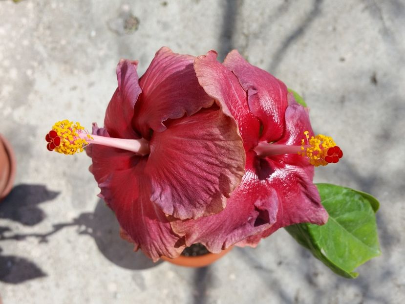  - Hibiscus 2019