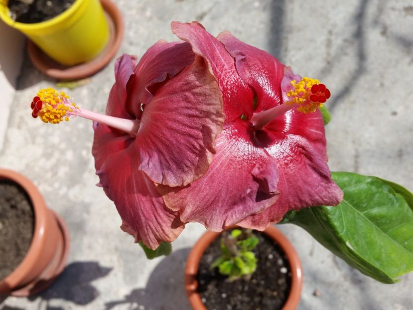  - Hibiscus 2019