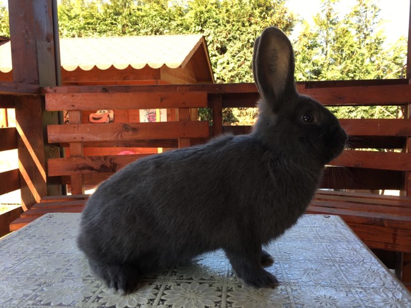 3 luni...30.03.19 - M 1-0 RO 12 191