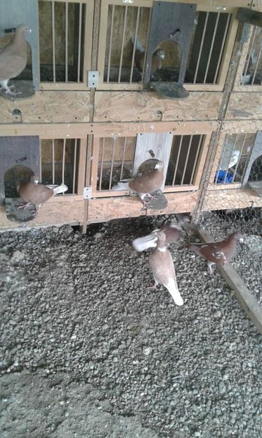 received_2394606920773432 - 11 Voiajori albi si galbeni 2016