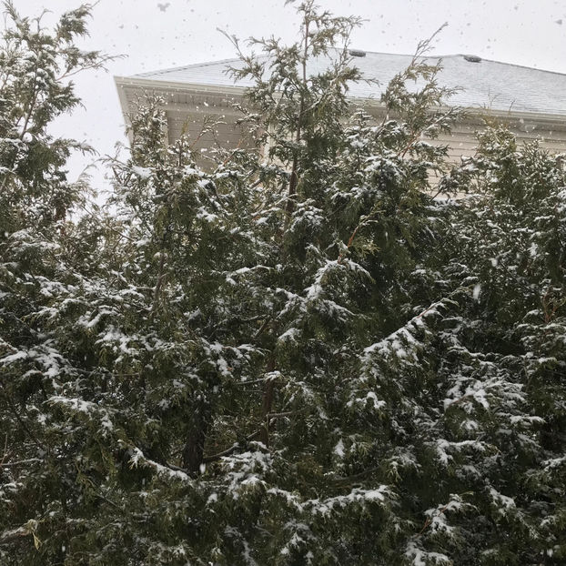  - Jurnalul gradinii 2019