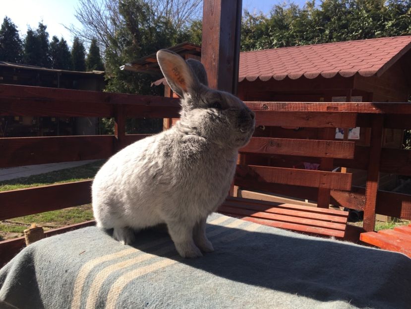 30.03.19...1 an - M 1-0 RO 12 3862 95-0p Bistrita 2018