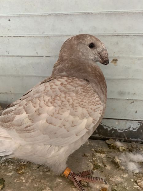 9C6191D5-E068-49F1-86C7-E37A8CE459C9 - Matca