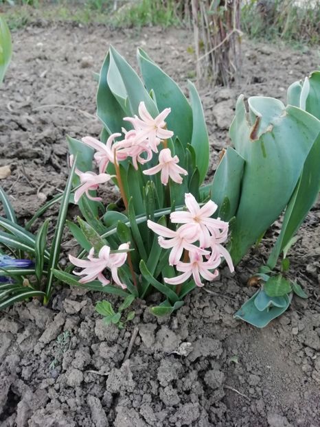 30.03 - gradina 2019