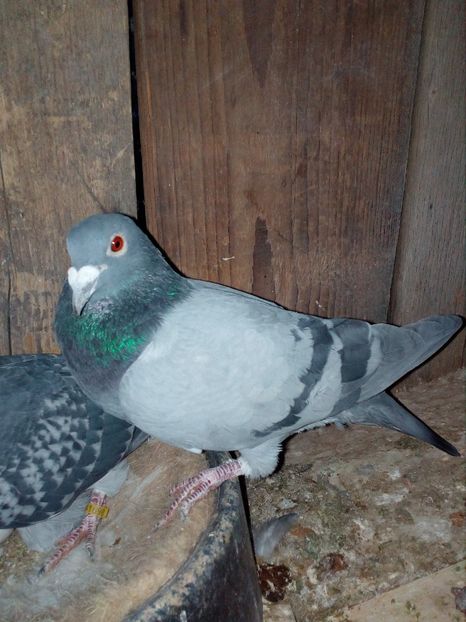 026134-14 M - Jan Aarden - Perechea 16