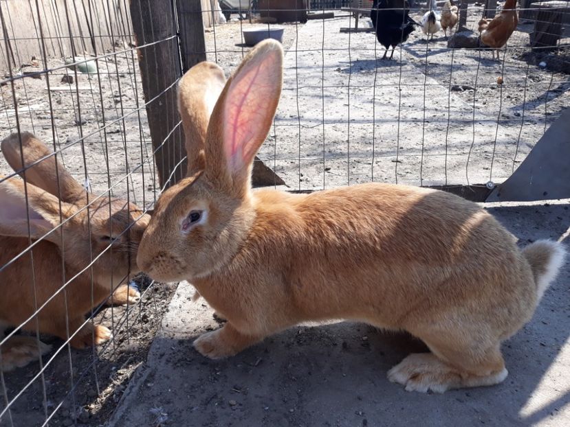 20190330_122342(0) - 30 03 2019 iepuri