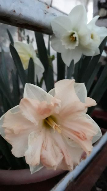  - Primavara 2019-2022