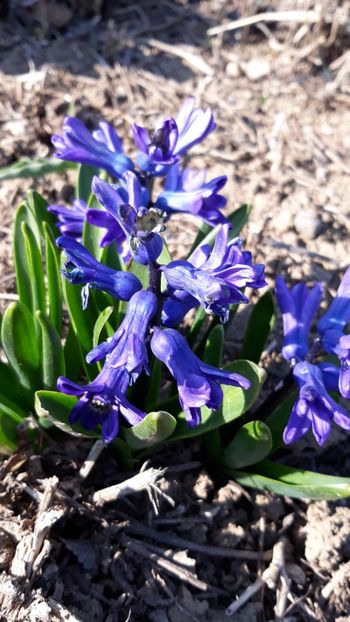  - Primavara 2019-2022