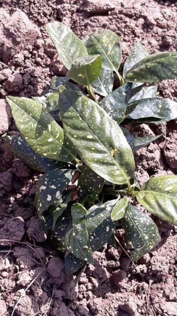  - Primavara 2019-2022