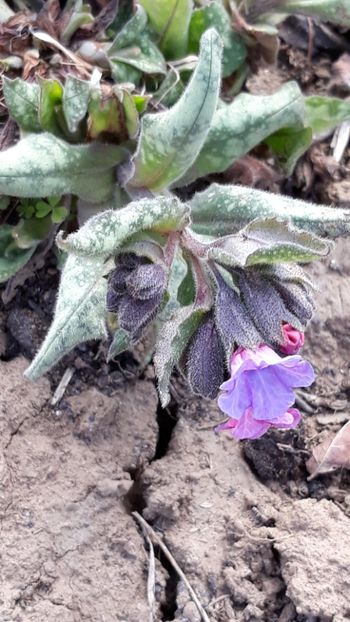  - Primavara 2019-2022