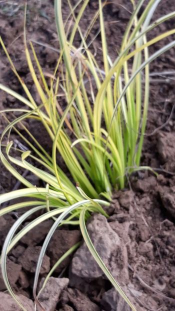  - Primavara 2019-2022