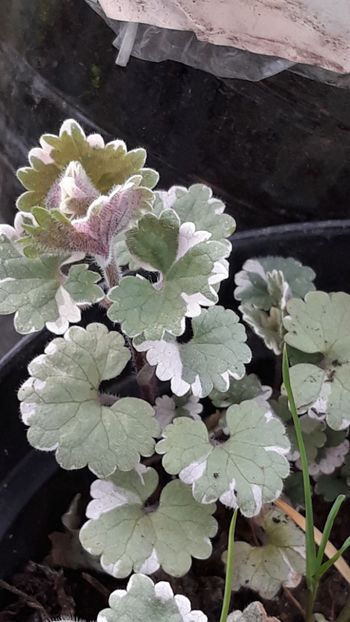  - Primavara 2019-2022