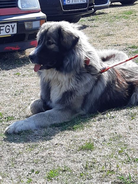  - King ciobanesc carpatin