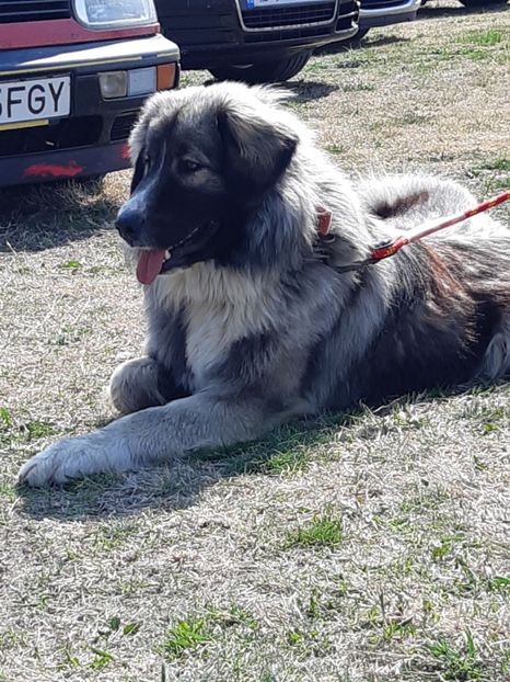  - King ciobanesc carpatin