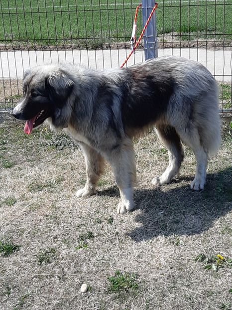  - King ciobanesc carpatin