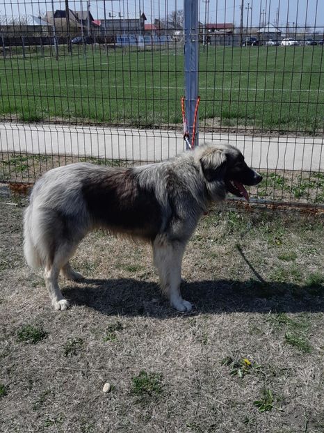  - King ciobanesc carpatin