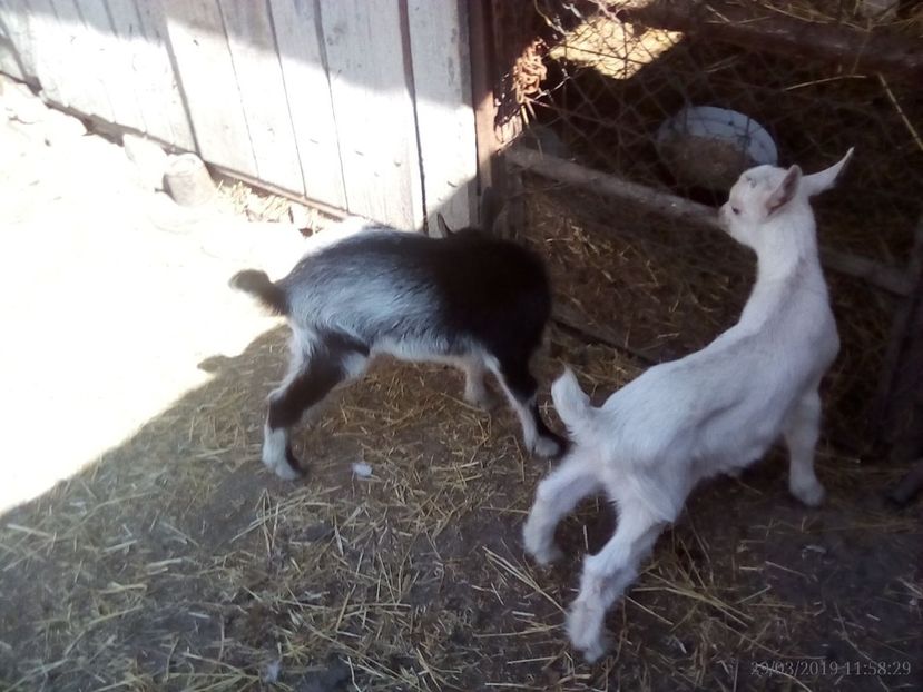  - b 1 2 ieduti bambi 2019