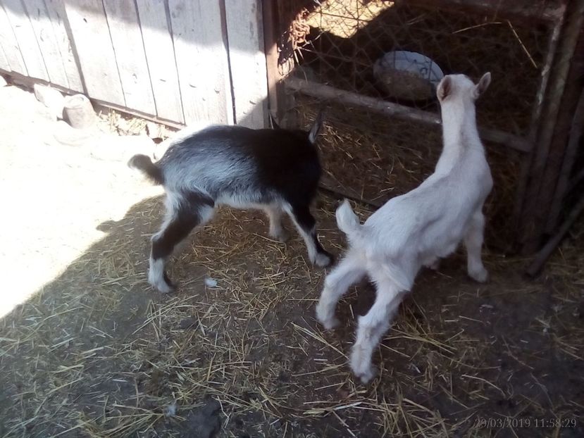  - b 1 2 ieduti bambi 2019