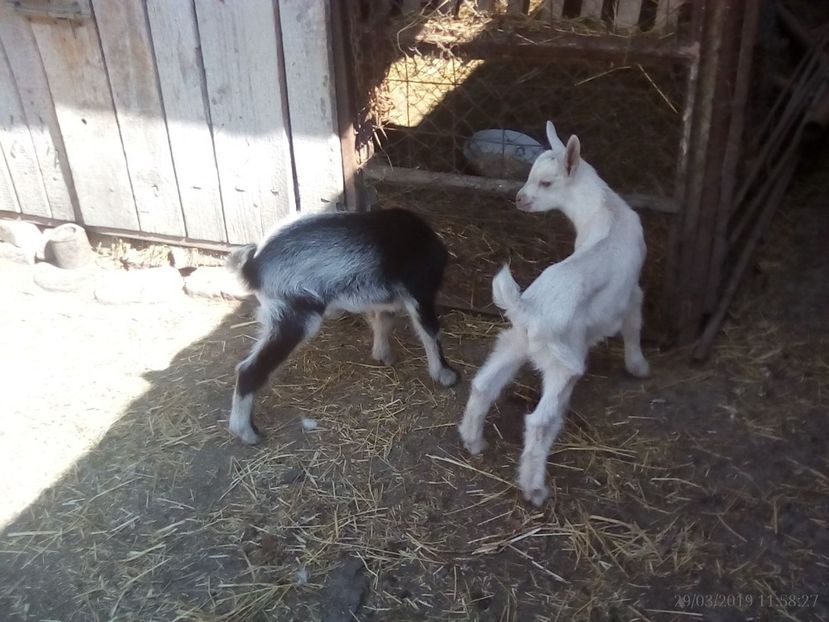  - b 1 2 ieduti bambi 2019