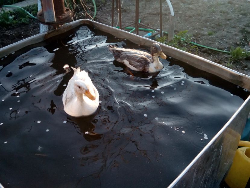  - rate pitice colorate