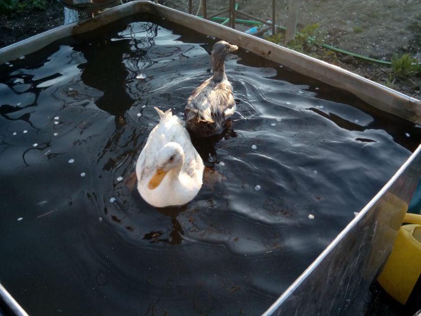  - rate pitice colorate