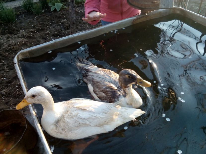  - rate pitice colorate