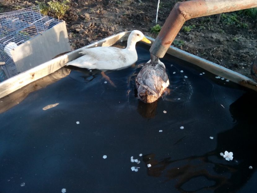  - rate pitice colorate