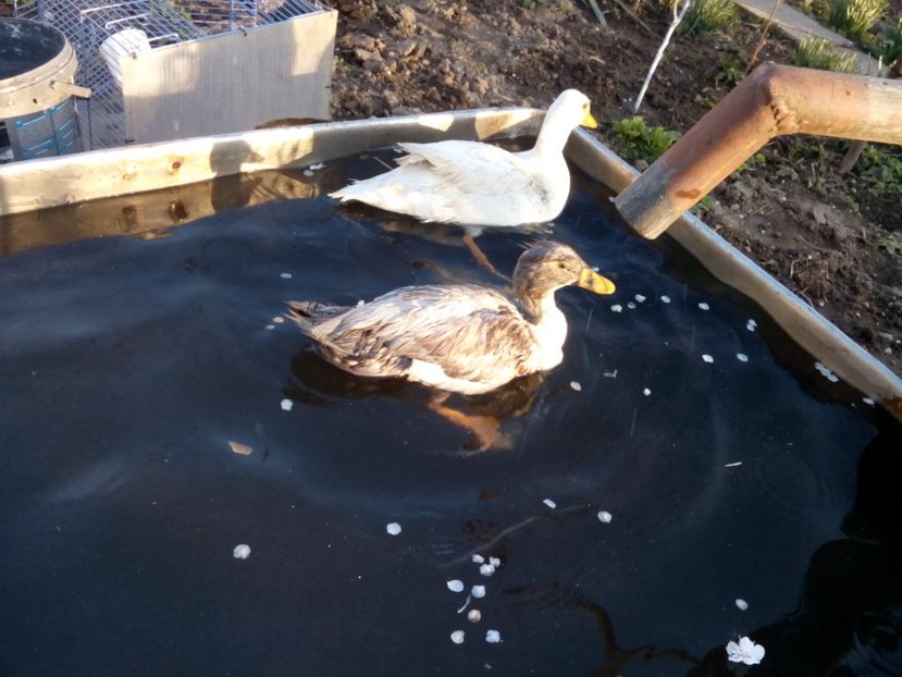  - rate pitice colorate