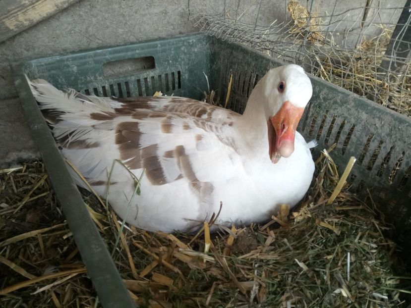 Ușor, ușor ... - Gâște 2018 și 2019