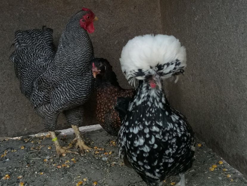 Fancy chickens - F - Curtea cu pasari