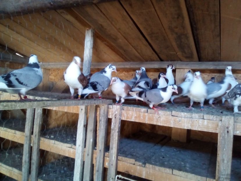 tineret 2022 - JUCATORI DE GALATi DE VINZARE