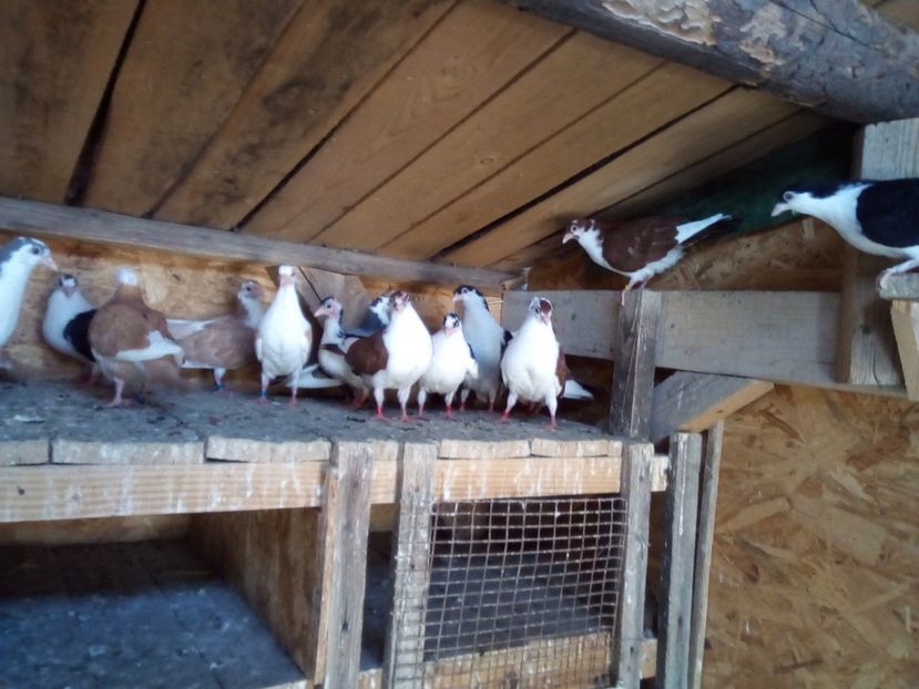  - JUCATORI DE GALATi DE VINZARE