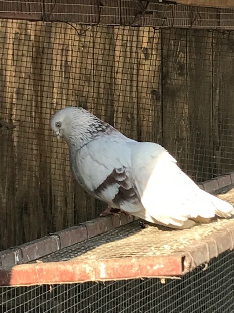 7EE56087-480B-465C-B5F5-8B840C1A16B1 - Zburători Argintii