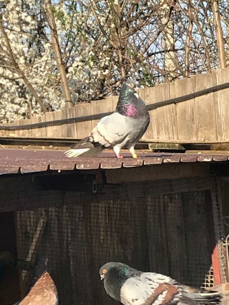 EC072E19-36C3-4A54-96C8-38BEE943CD6D - Vargati cu dunga alba