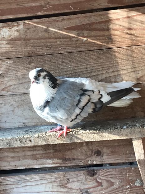 778B1A99-B17A-4D96-9038-84BF5CBFD8A5 - Vargati cu dunga alba