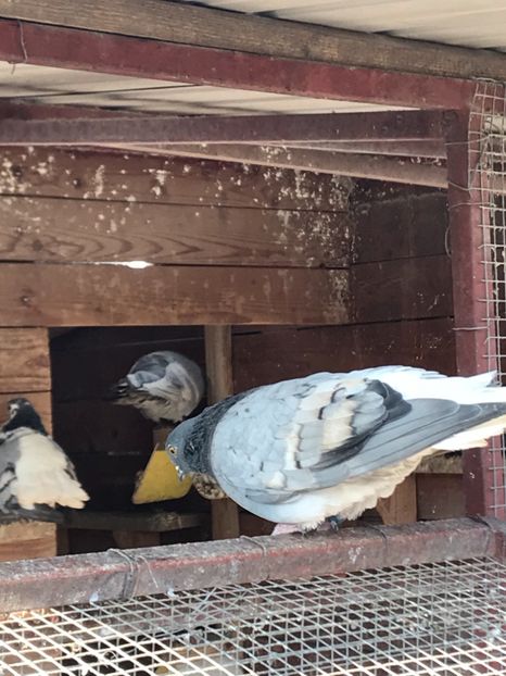 6544EC3C-4CBC-4985-803E-EA9732043F57 - Vargati cu dunga alba