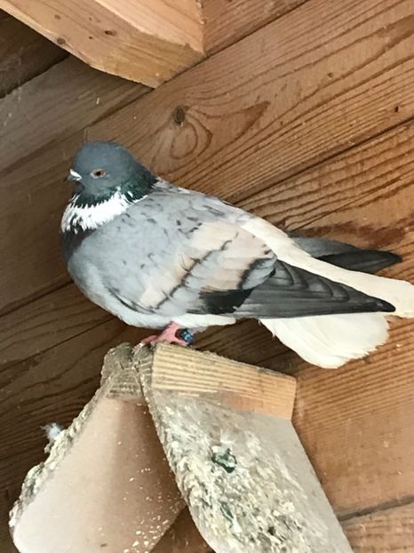 A9A47885-C265-496D-BBB9-41D303B82F42 - Vargati cu dunga alba