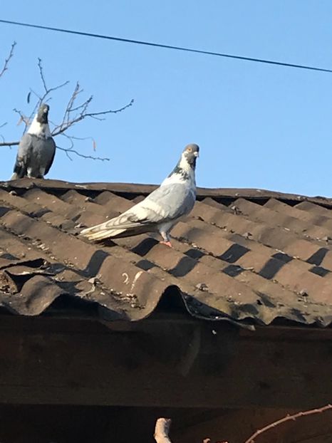 13E72279-57C0-41D3-B6B9-D323E3DB15DB - Vargati cu dunga alba