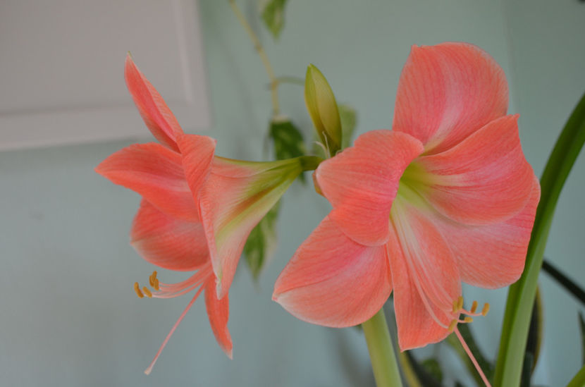  - dragostea  de natura