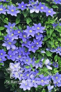 Fujimusume - 0 - CLEMATITE